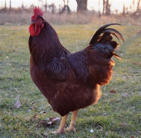 The account shared that the beloved subs are $8. . Rooster for sale